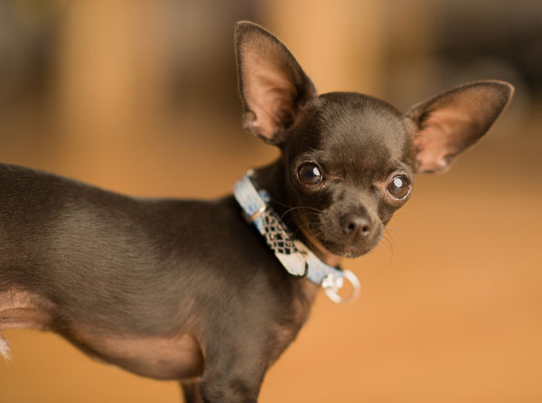 Chihuahua-malato