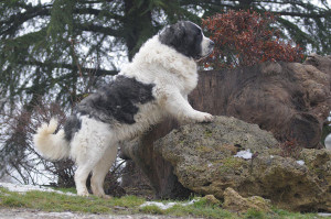 Mastino-dei-Pirenei