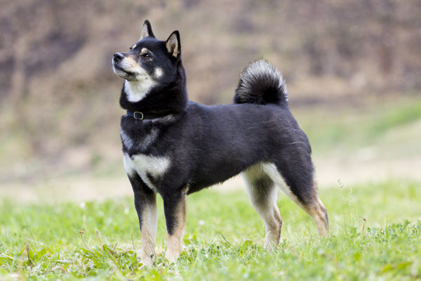 Shiba-inu