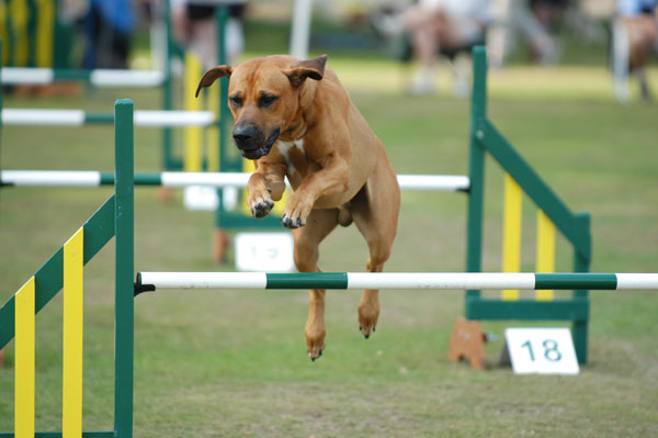 agility-dog