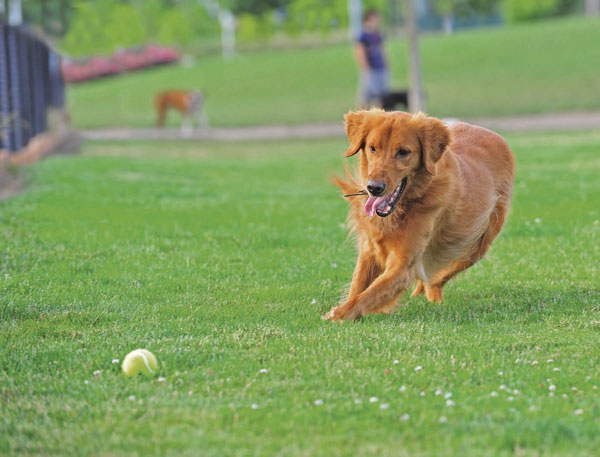 sport-cani