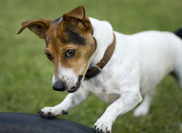 cane-che-starnutisce