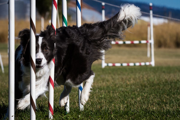 Border-Collie-Agility