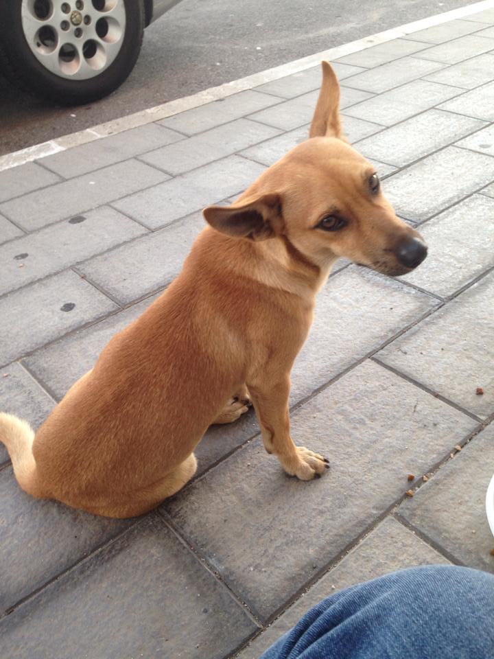 Adozione cane: Diego, taglia piccola, Calabria