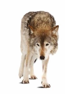 Aiutare il lupo: con il WWF è possibile
