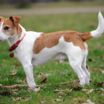 Parson-russell-terrier