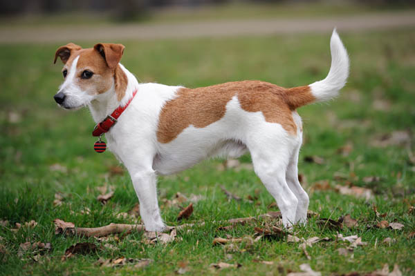 Parson-russell-terrier