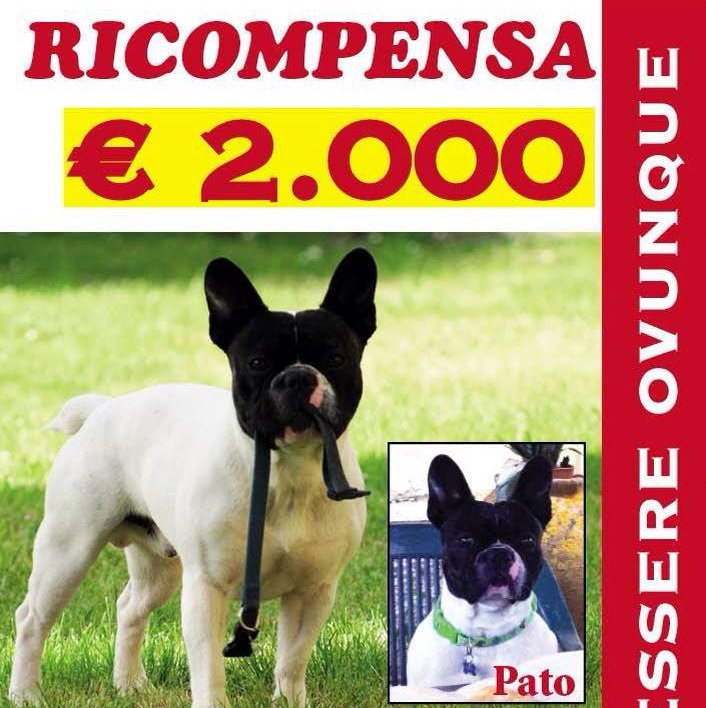 Smarrimento cane: Pato, Arezzo