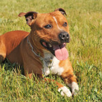 Staffordshire-Bull-Terrier