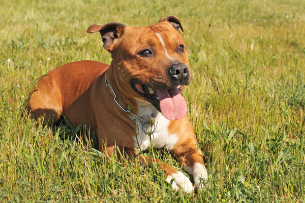 Staffordshire-Bull-Terrier