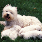 West-Highland-Terrier