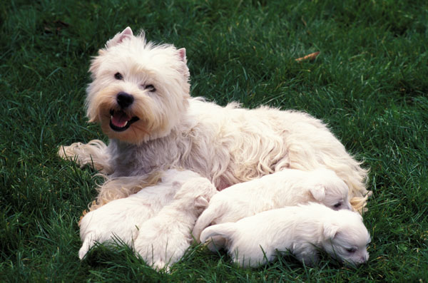 West-Highland-Terrier