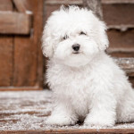 bichon