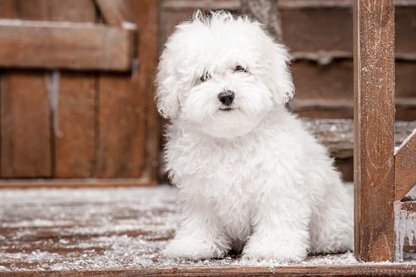 bichon