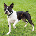 Boston Terrier