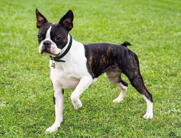 Boston Terrier