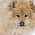 eurasier