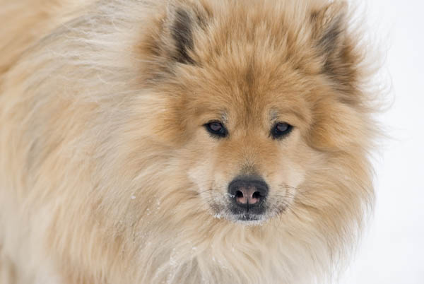 eurasier