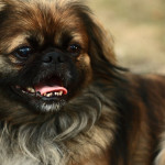 pechinese