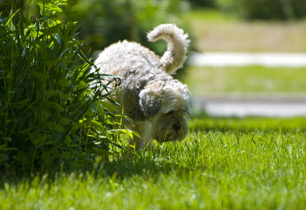 cane-che-urina-troppo