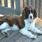 springer-spaniel