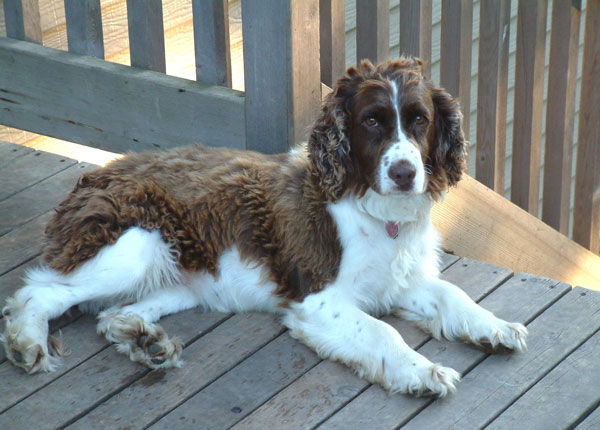 springer-spaniel