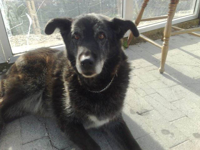 Adozione cane: Flora di 12 anni, Roma