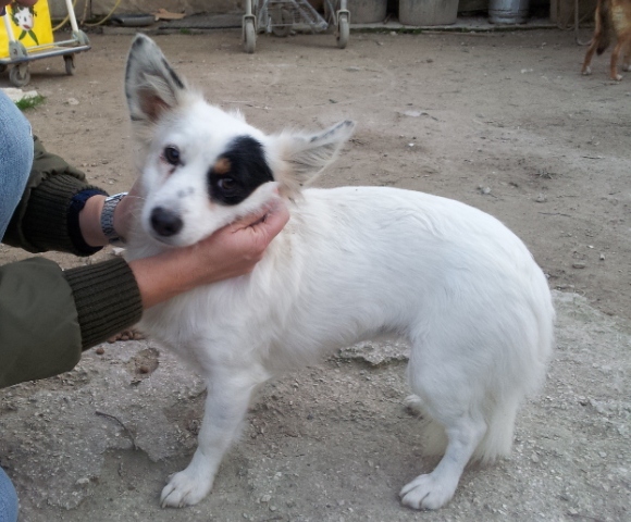 Adozione cane: Biancaneve, taglia piccola, Roma