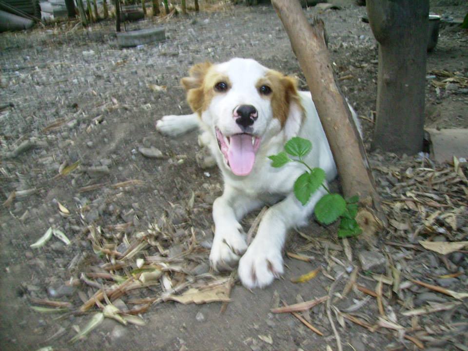 Adozione cane: Ciccio, simil Setter