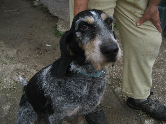 Adozione cane: Greta, spinoncina in canile, Roma