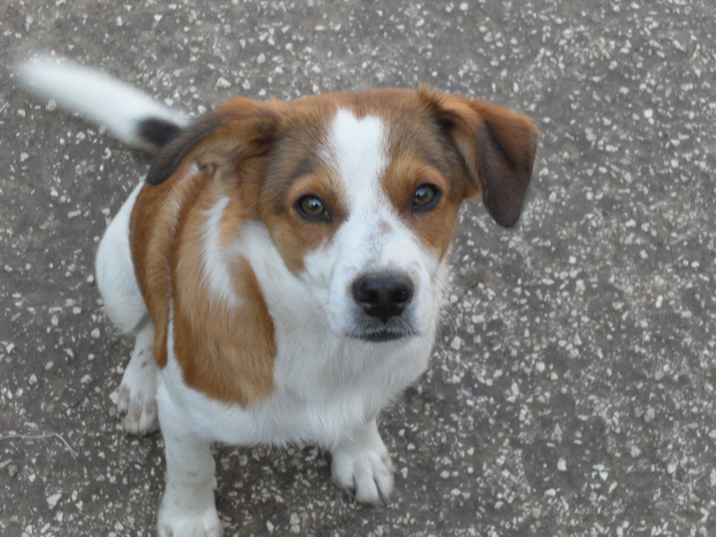 Adozione cane: Bilbo, 10 mesi, Roma