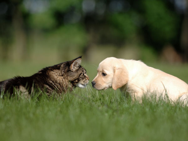 cane-e-gatto