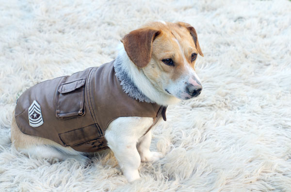 Cappottini per cani: quando servono e come sceglierli - Quattro Zampe