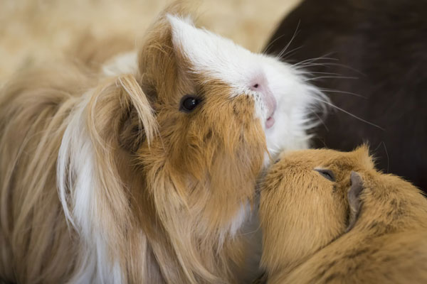 cavia