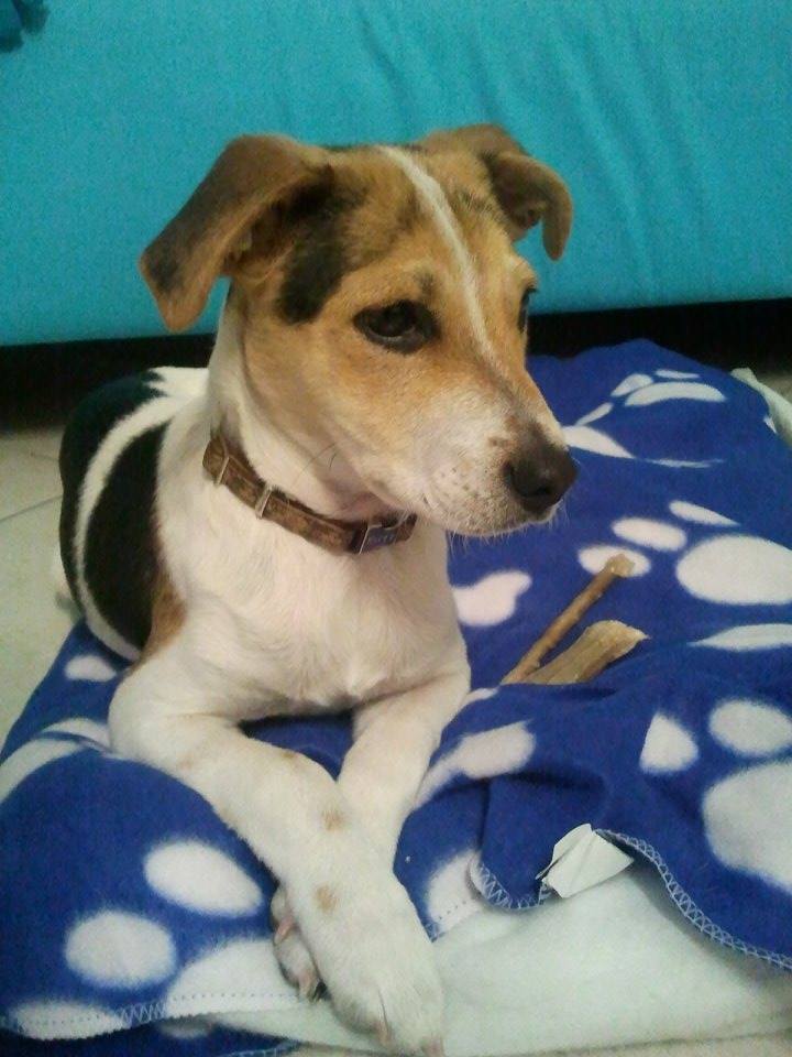 Adozione cane: incrocio Beagle-Jack Russel, 4 mesi