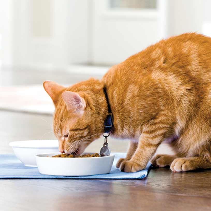 Il gatto non utilizza la cassetta igienica? Potrebbe essere stressato