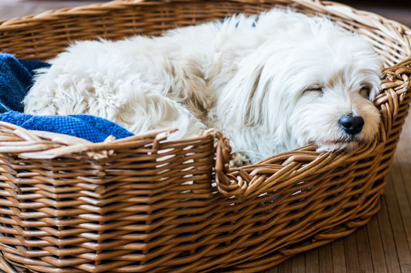 dove-deve-dormire-il-cane