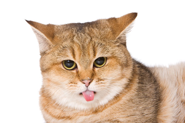 gatto-lingua-fuori