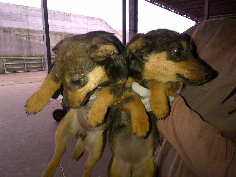 Adozione cuccioli: simil Bassotto, Roma