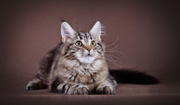 maine-coon