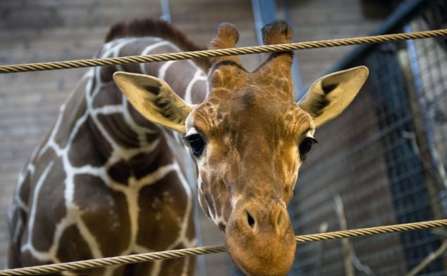 marius giraffa zoo Copenhagen abbattuta