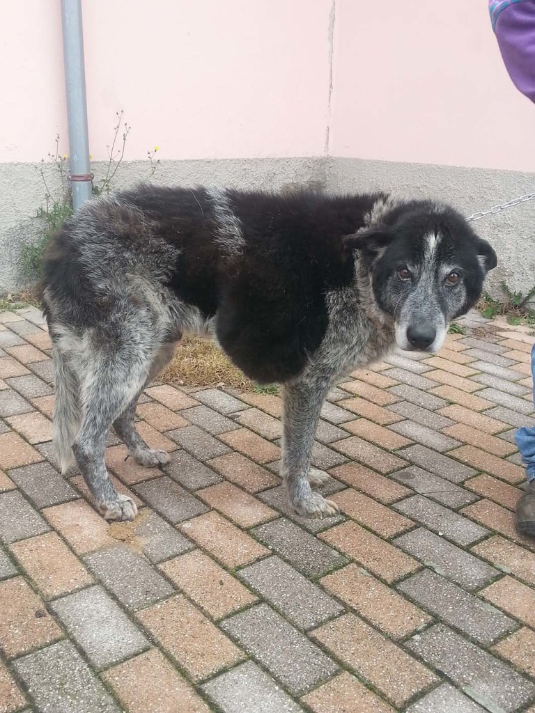 Adozione cane: Romano ha urgente bisogno di una famiglia