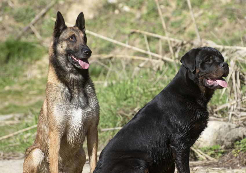 socializzazione-tra-cani