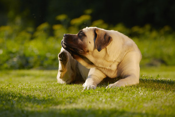 Allergie nei cani e nei gatti: sintomi e cure