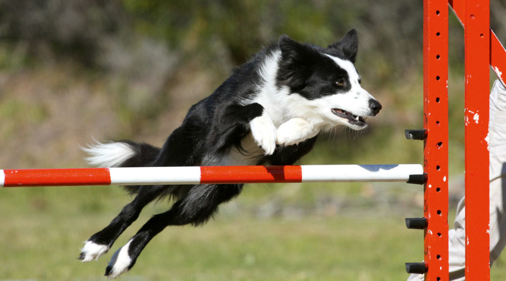 workshop-agility