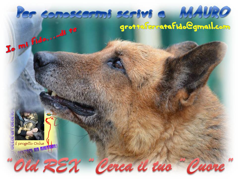 Adozione cane: Rex, 10 anni, Roma
