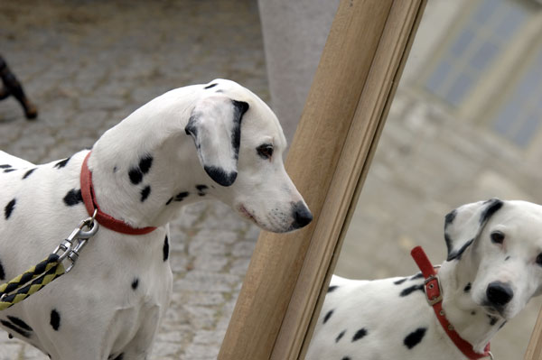 cane-abbaia-immagine-riflessa