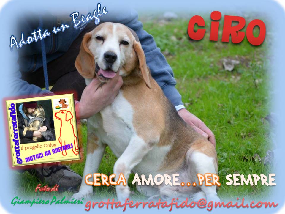 Adozione cane: Ciro, Beagle, Roma