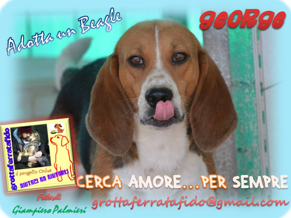 Adozione cane: George, Beagle, Roma