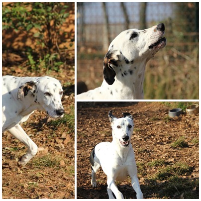 Adozione cane: Macchia, Torino